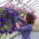 Jak dbać o dedalowce purpurową w ogrodzie – poradnik hodowcy i interesujące odmiany