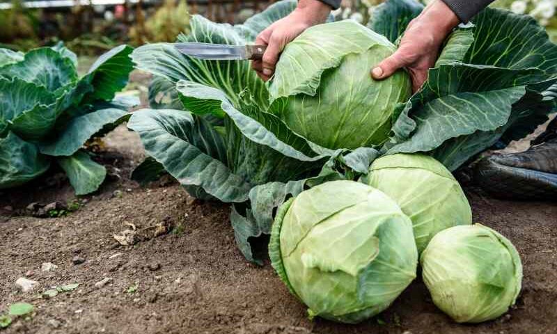 Jak radzić sobie z szkodnikami roślin kapustnych w sposób naturalny w ogrodzie warzywnym